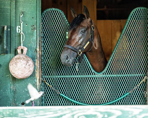 Baeza, Jockey Club Gold Cup, Belmont Park, horse racing, America's Best Racing, ABR Baeza, Jockey Club Gold Cup, Belmont Park, horse racing, America's Best Racing, ABR